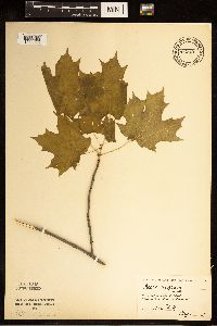 Acer nigrum image