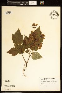 Acer spicatum image