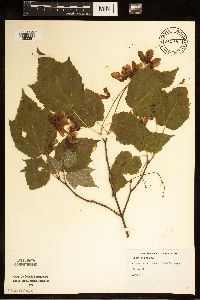 Acer spicatum image