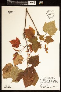 Acer spicatum image