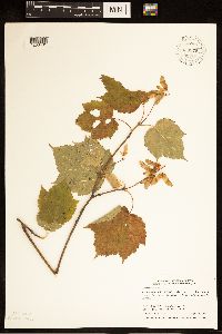 Acer spicatum image