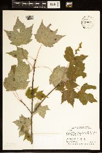 Acer rubrum image