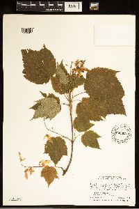 Acer spicatum image