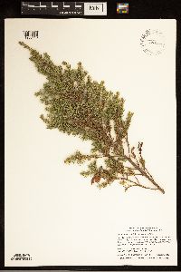 Juniperus communis image