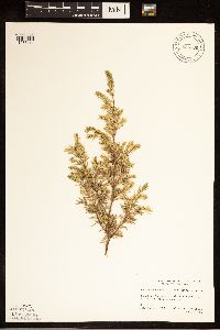 Juniperus communis image