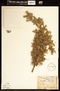 Juniperus communis image
