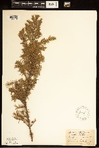Juniperus communis image