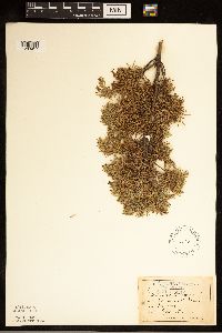 Juniperus communis image