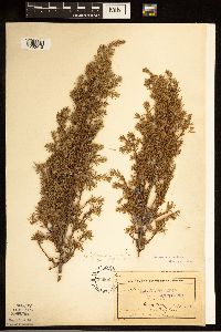 Juniperus communis image