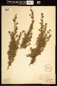 Juniperus communis image