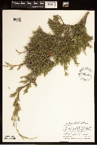 Juniperus virginiana image