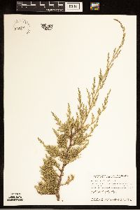 Juniperus virginiana image