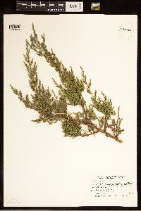 Juniperus virginiana image