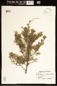 Juniperus virginiana image