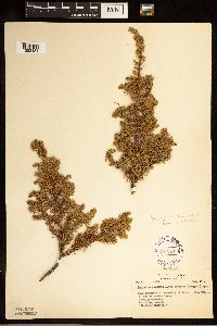 Juniperus communis image