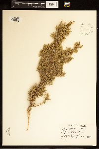 Juniperus scopulorum image