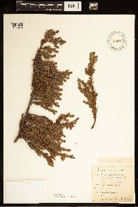 Juniperus communis image