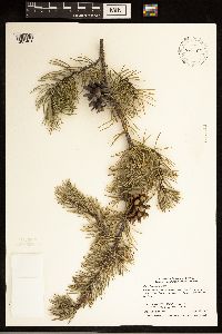 Pinus banksiana image