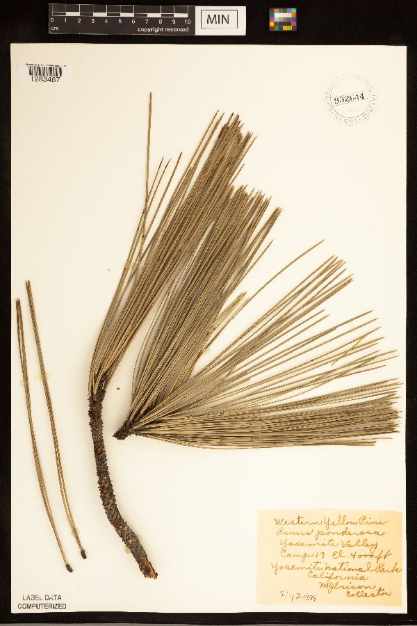 Pinus ponderosa image