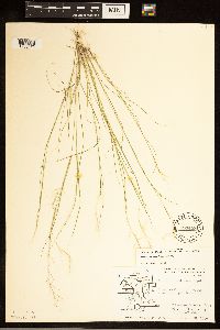 Aristida basiramea image