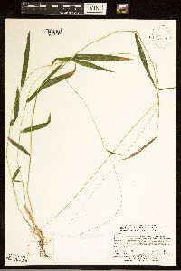 Brachyelytrum aristosum image