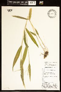 Brachyelytrum aristosum image