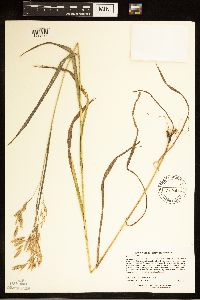 Bromus ciliatus image