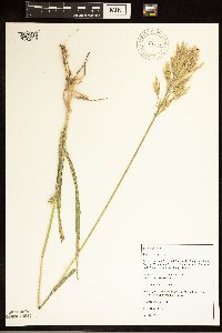 Bromus inermis image
