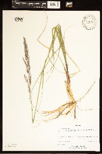 Calamovilfa longifolia image