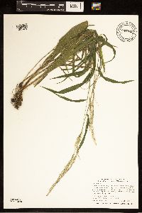 Cinna arundinacea image