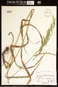 Cinna arundinacea image