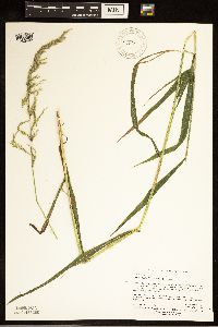 Cinna latifolia image