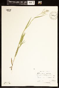 Dichanthelium lanuginosum image
