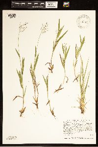 Dichanthelium lanuginosum image