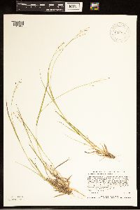 Dichanthelium depauperatum image