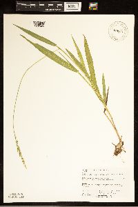 Dichanthelium xanthophysum image