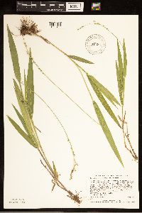 Dichanthelium xanthophysum image