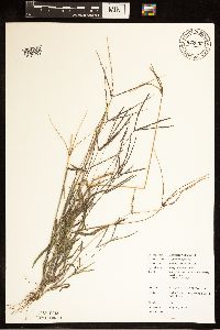 Digitaria sanguinalis image
