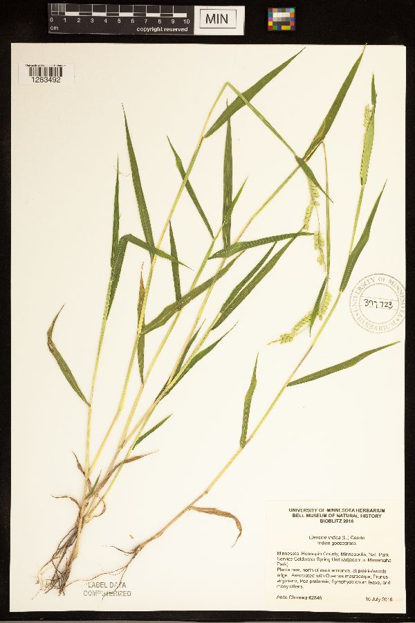 Eriochloa villosa image