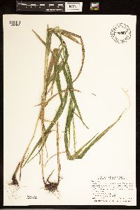 Elymus hystrix image