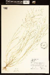 Eragrostis pectinacea image