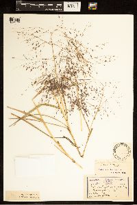 Eragrostis spectabilis image