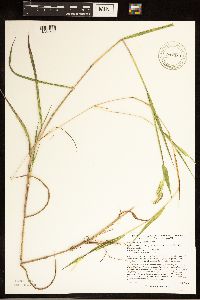 Eriochloa villosa image