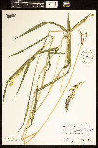 Eriochloa villosa image