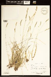 Festuca rubra image