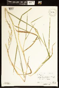 Leersia oryzoides image