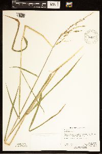 Leersia oryzoides image