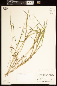 Leersia oryzoides image