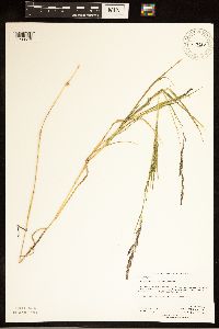 Muhlenbergia frondosa image