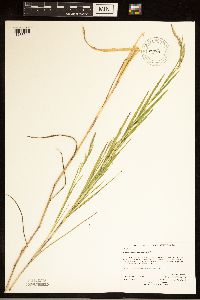Muhlenbergia frondosa image